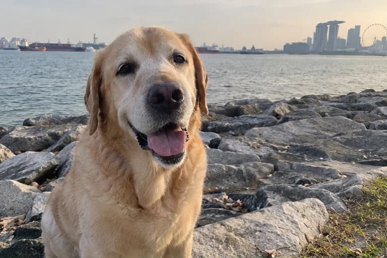 Bailey enjoying the sea breeze