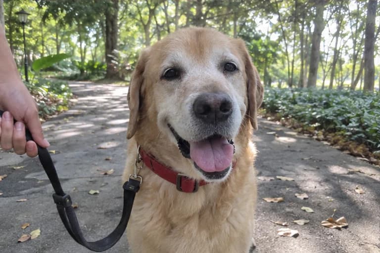 Bailey on one of his favourite park walks