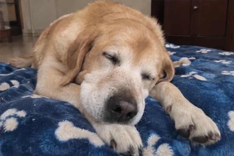 Bailey asleep on his blue blanket
