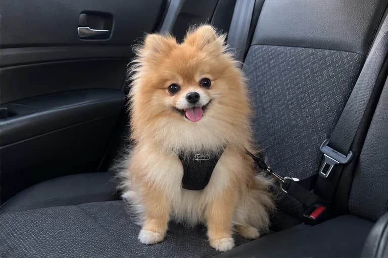 Mochi ready for a car ride