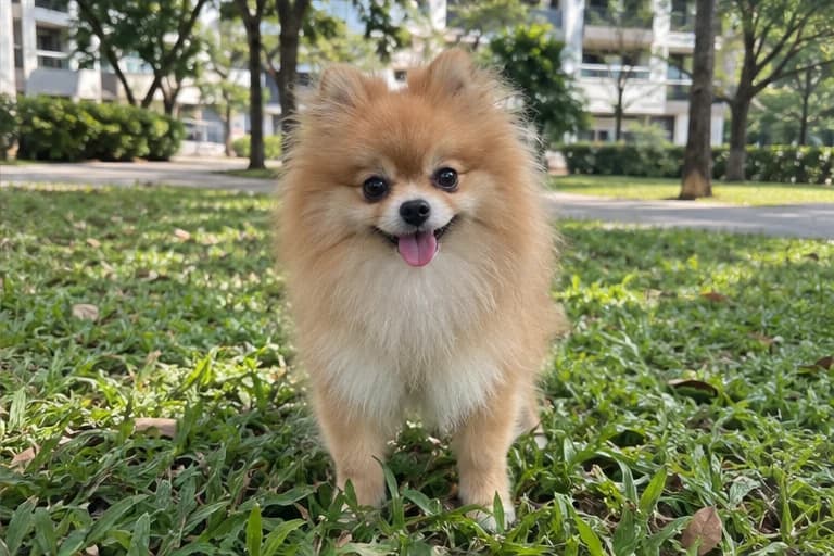 Mochi exploring the grass