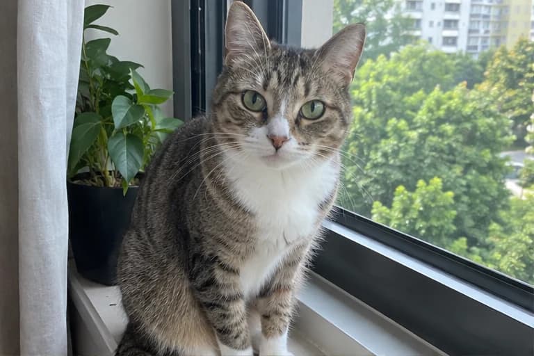 Sesame in her favourite spot by the window