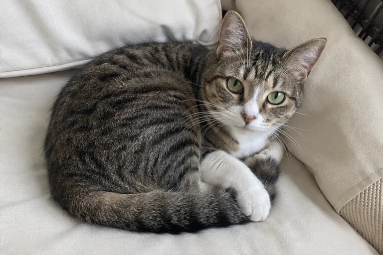 Sesame curled up on a cushion