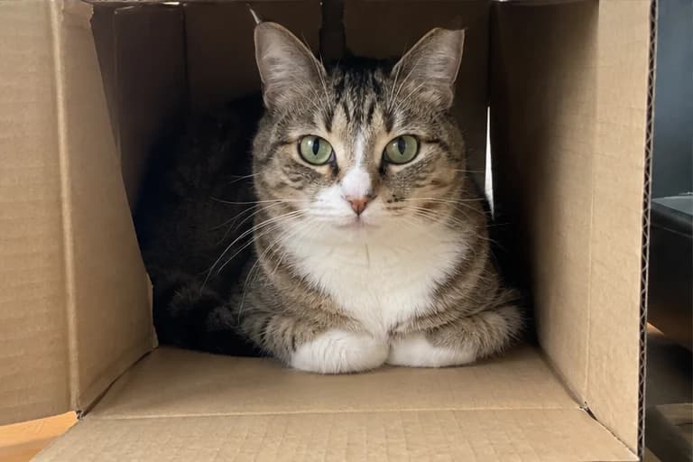 Sesame peeking out of a cardboard box