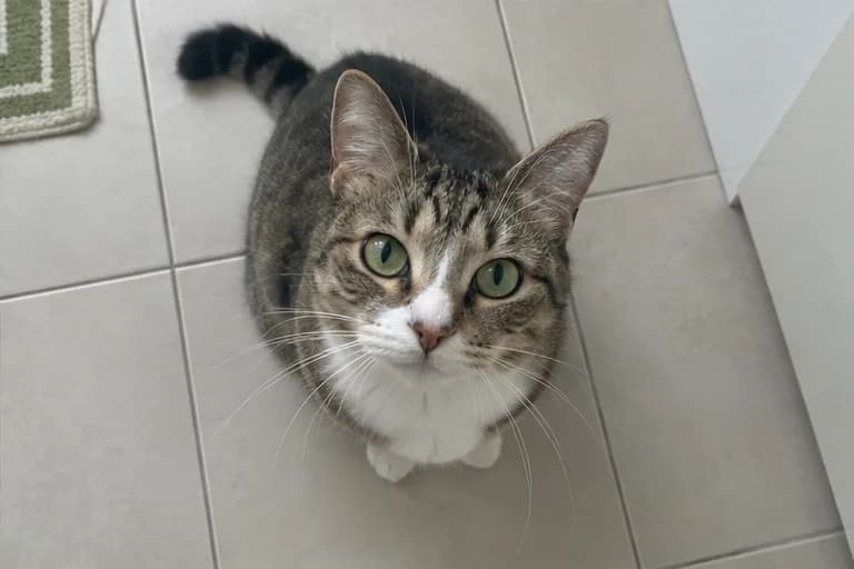 Sesame looking up at home