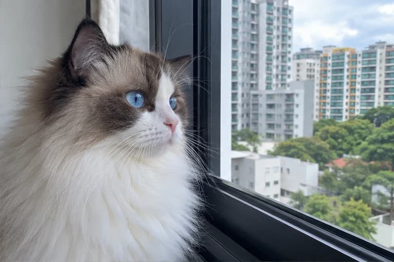 Willow watching the neighbourhood through a closed window