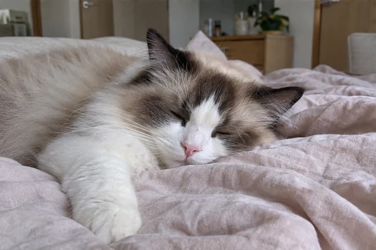Willow taking an afternoon nap