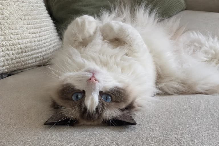 Willow stretched out on the sofa