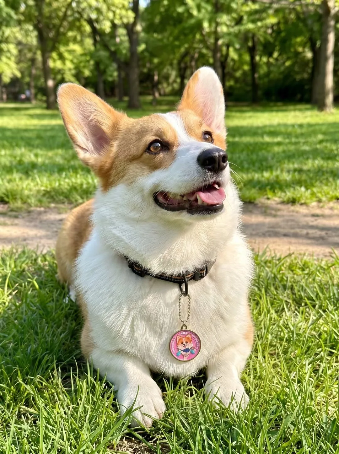 A pet wearing a personalised NFC pet ID tag, community photo 10