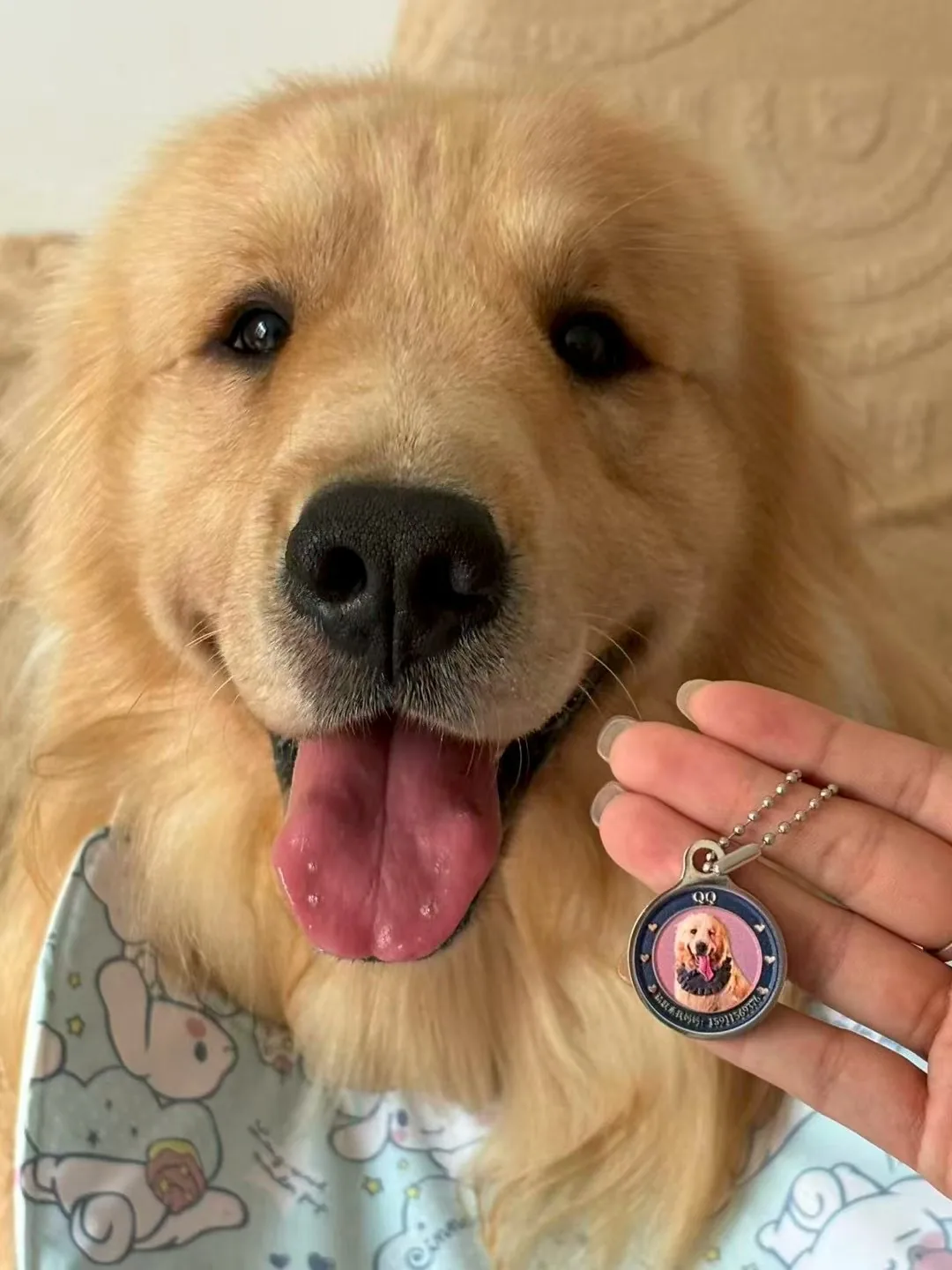 A pet wearing a personalised NFC pet ID tag, community photo 13
