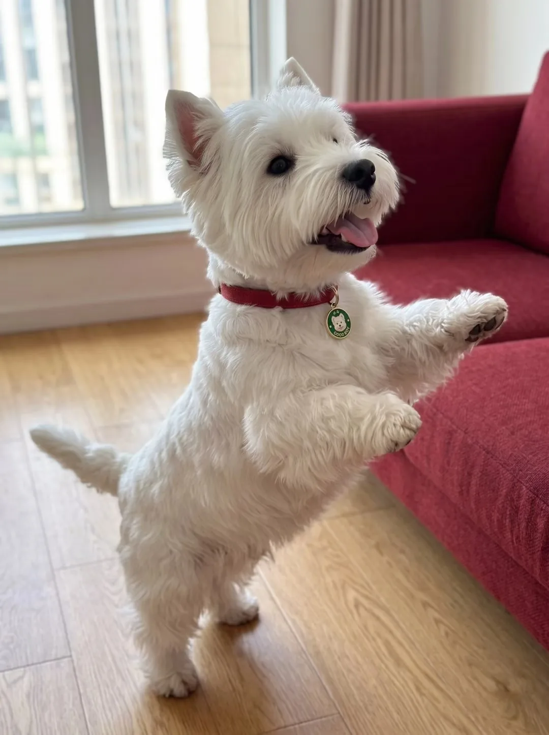 A pet wearing a personalised NFC pet ID tag, community photo 2