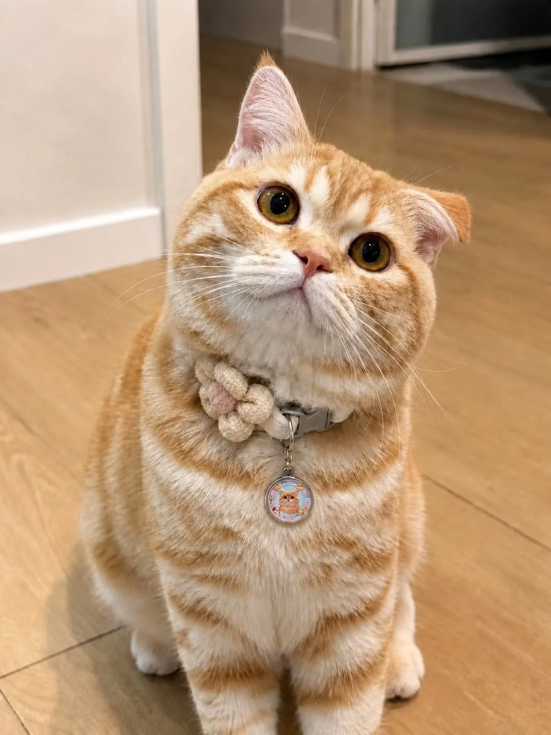 A pet wearing a personalised NFC pet ID tag, community photo 4