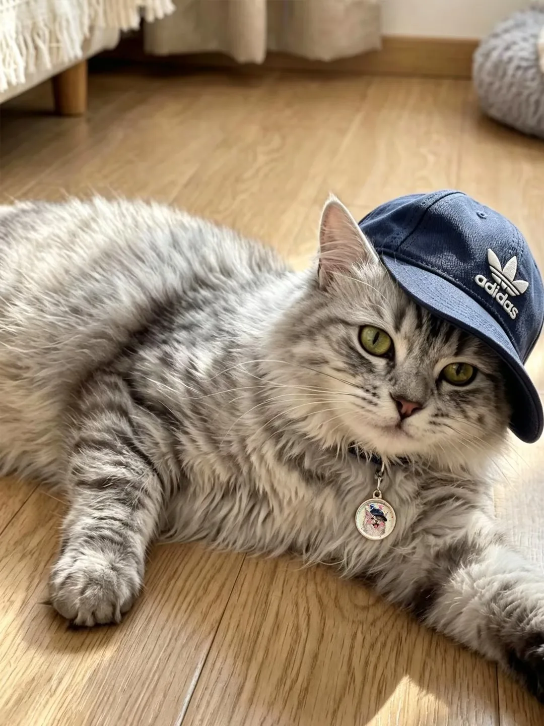A pet wearing a personalised NFC pet ID tag, community photo 6