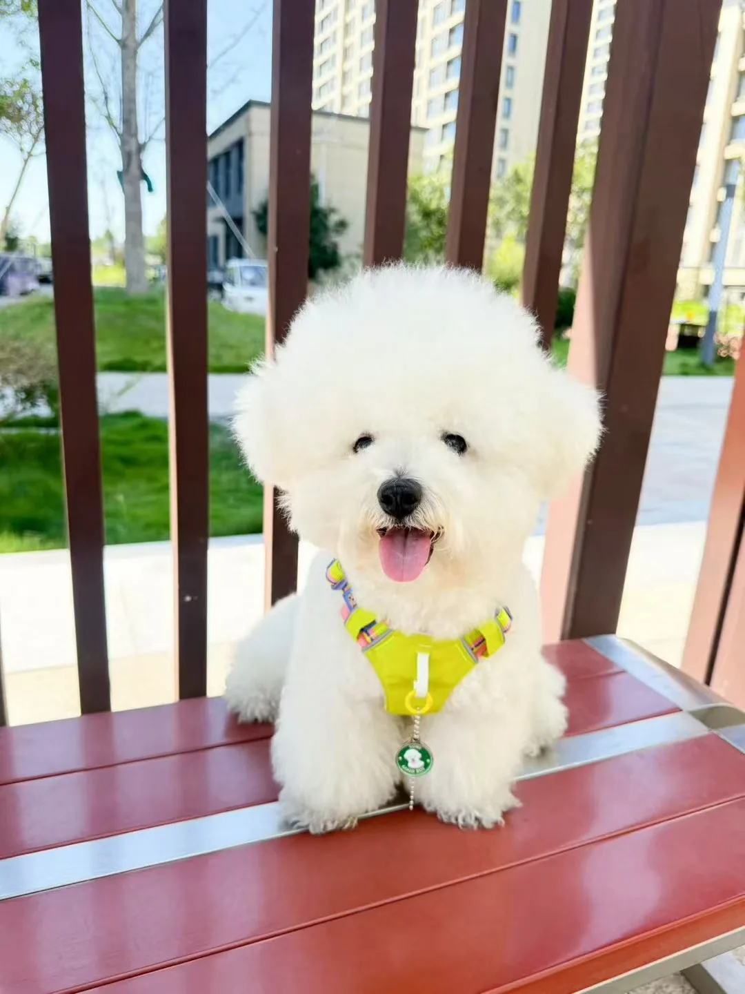 A pet wearing a personalised NFC pet ID tag, community photo 8